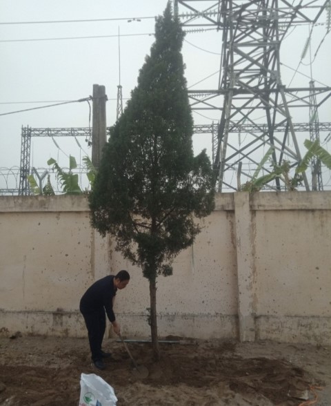 Viện kiểm sát nhân dân huyện Thanh Miện hưởng ứng trồng cây xanh tại trụ sở mới của đơn vị